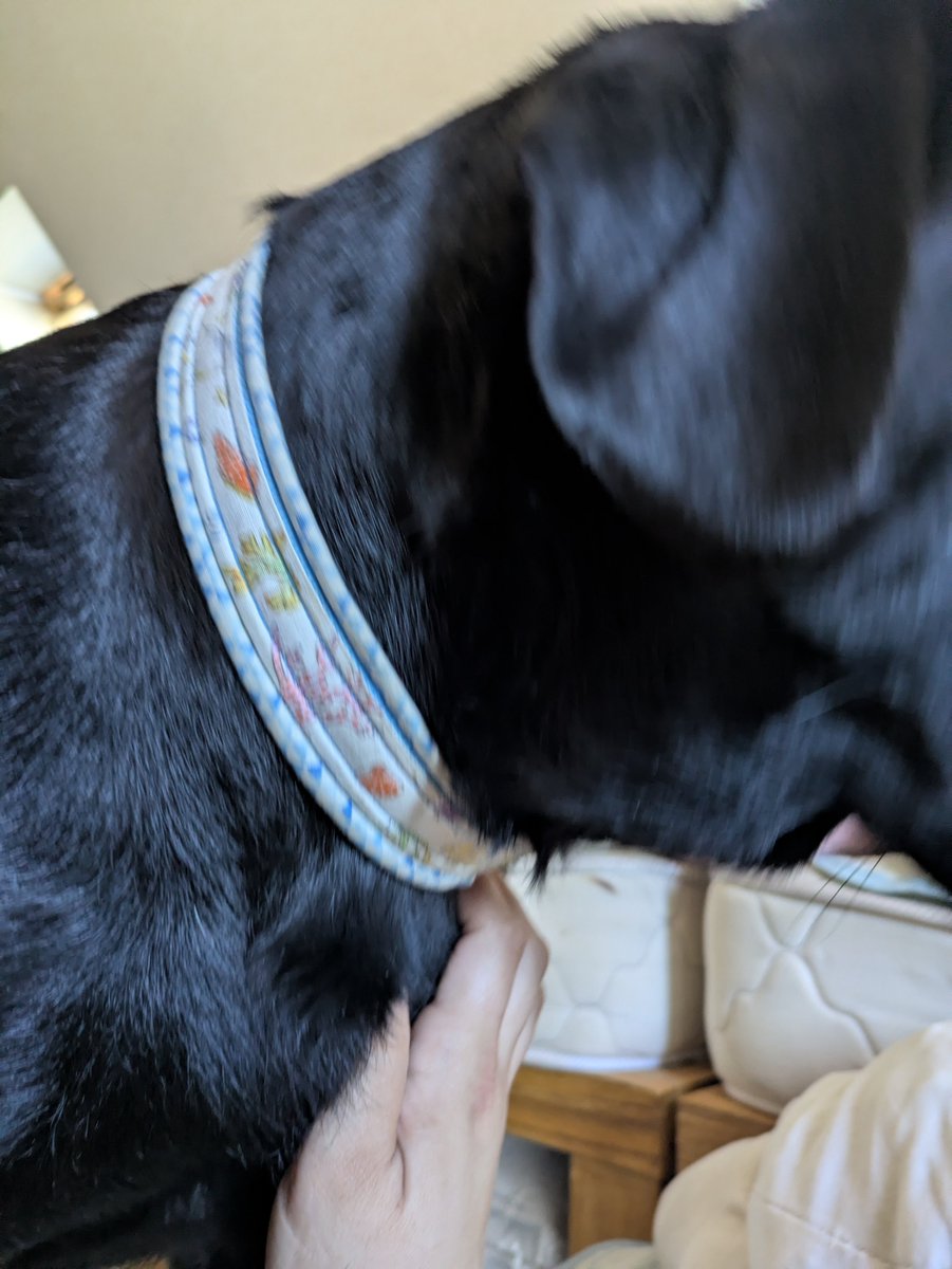 megedo73's tweet photo. 最近この時間まで寝てると妹が起こしに来てくれて犬
起きないと隣で寝てる https://t.co/lvTpqD1hEQ