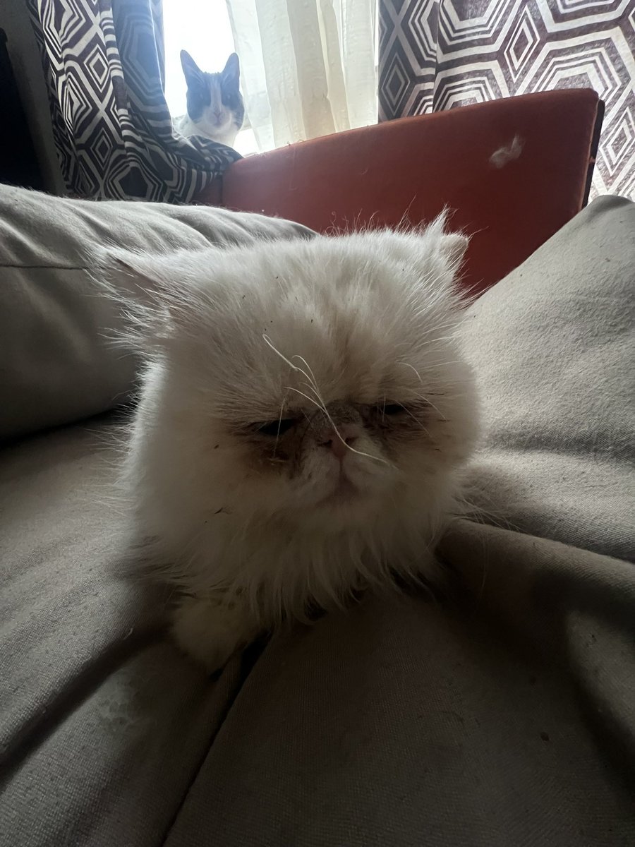 jimenaaasanz's tweet photo. te amo Oscar, eres un gatito sabio y tierno https://t.co/l7y3C4C2uq