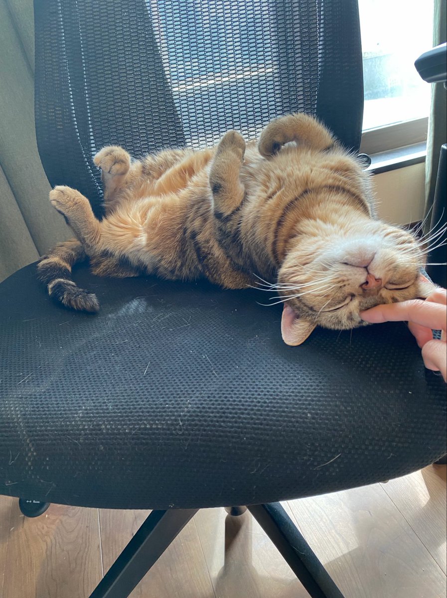 Kyabia06's tweet photo. おはにゃん🐈 https://t.co/f4YcNqz6RJ