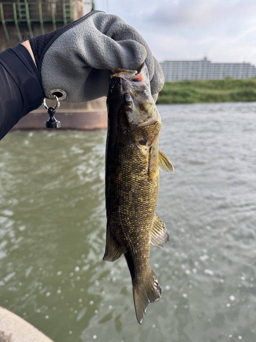 tajiabu's tweet photo. 多摩川（南武線高架下）でスモールマウスバス（25〜28cm）が2尾釣れた！

ロッド:Abu BBC-642ML III
リール:Abu REVO5 X Voltiq
リーダー:
ライン:フロロ　14lb
リグ:
ルアー:ふくシャッド弍、レアリススピン

#多摩川 #釣り #スモール https://t.co/4AfcC3WPW1