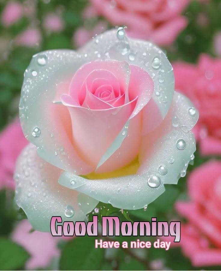Tara_garkoti's tweet photo. Good morning 🌸☕🙏🌄 https://t.co/hXTTs5olWD