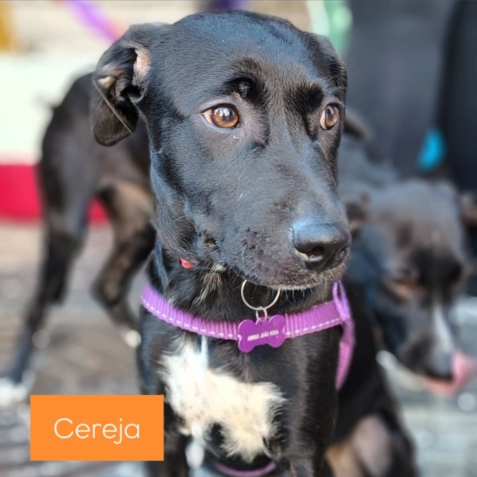 abrigojoaorosa's tweet photo. Cereja, Pêra, Pitaya e Manga seguem em busca de um lar repleto de amor e longe das grades de um canil.

Deêm uma chance às nossas crianças. 🙏🏽

❤️ 4 meses.
❤️ Ciclo vacinal completo. 
❤️ Porte médio. https://t.co/W96URZEhpp