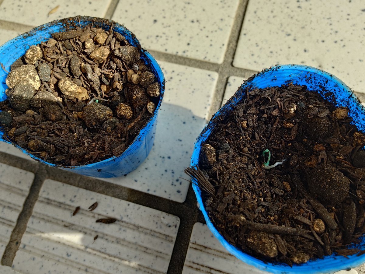 Vlitz_Fenrir's tweet photo. 今朝は芽出しをしたトリッカルきゅうりをポットに植えた https://t.co/QYkGbaqXWY