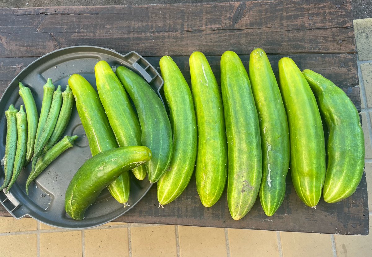 sattonn9's tweet photo. 育ちすぎたきゅうりが沢山🥒💦

煮物にしてみました😋

【材料】
・きゅうり 2本
・砂糖 大2
・醤油 大3と1/2
・みりん 大2と1/2
・鰹節 8g

味が染みて、
冷やして食べても絶品です💖

#育ちすぎたきゅうり
#おうちごはん https://t.co/iu2ni486ff