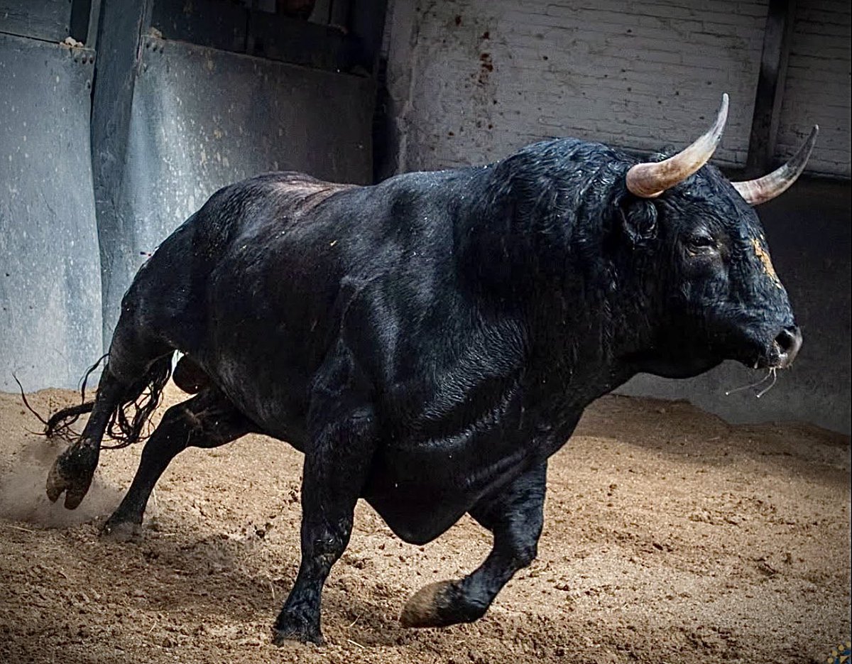 Ignacioirujo's tweet photo. #Toro #Bulls #Spain #Tauromaquia #Espectacular #Belleza #Bravura #Nobleza #Fuerza #GanadoBravo #Cultura #Dehesa #ReinoAnimal #Colorido #Presencia #Respeto #Fuerza #PielDeToro #CorridaDeToros #Maestro #PlazaDeToros #FiestaBrava #Torero #MatadorDeToros #CulturaEspañola #España🇪🇸 https://t.co/5XSRwWHPtD