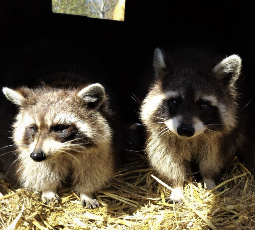 BacktoNatureWL's tweet photo. Double trouble. 🦝🦝

These two have become quite the pair since arriving in our care. Whether they’re exploring, playing, or getting into a little mischief, they’re almost always side by side.

Never a dull moment with these two around. 🌿 https://t.co/zgVHdXeIUQ