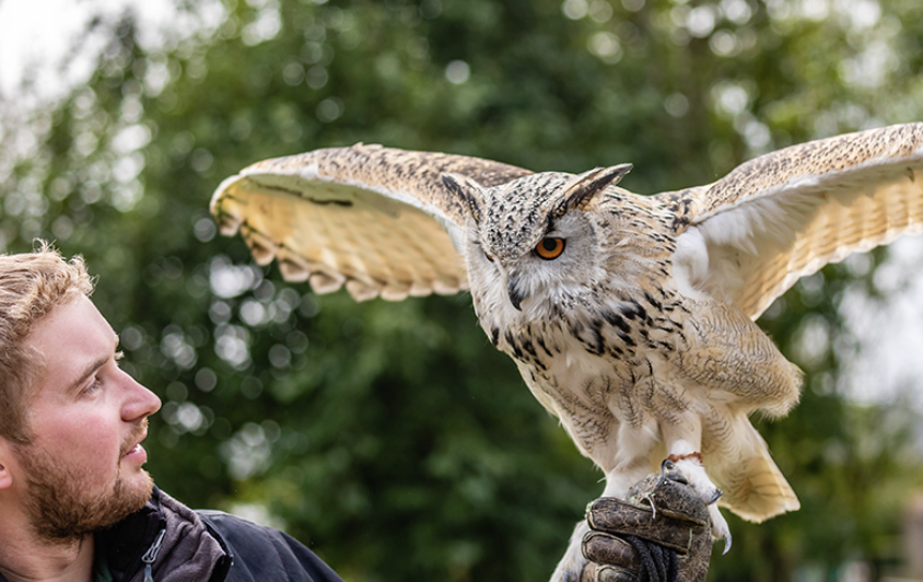 BacktoNatureWL's tweet photo. A little more freedom every day. 🦉

Building strength, confidence, and those wings — all part of the journey back to the wild. 🌿 https://t.co/QVBo5MbRCl