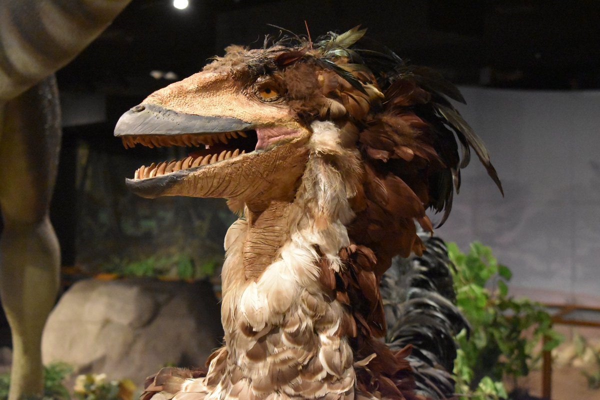 NatSciChannel's tweet photo. FRAGGLE ROCK DEINONYCHUS https://t.co/IyWtzkLQUy