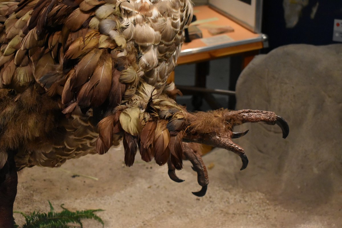 NatSciChannel's tweet photo. FRAGGLE ROCK DEINONYCHUS https://t.co/IyWtzkLQUy