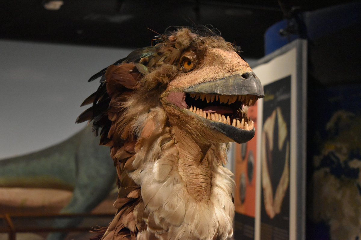 NatSciChannel's tweet photo. FRAGGLE ROCK DEINONYCHUS https://t.co/IyWtzkLQUy