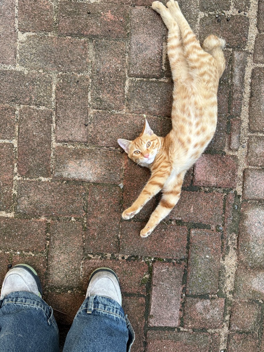 sovvve7's tweet photo. 真的有人能懂小猫吗🤨 https://t.co/mlB7KdZw6s