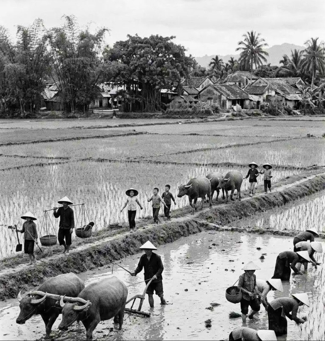 Bavwsnf's tweet photo. Cảnh nông thôn ngày ấy. https://t.co/ZkjmbR2DkB