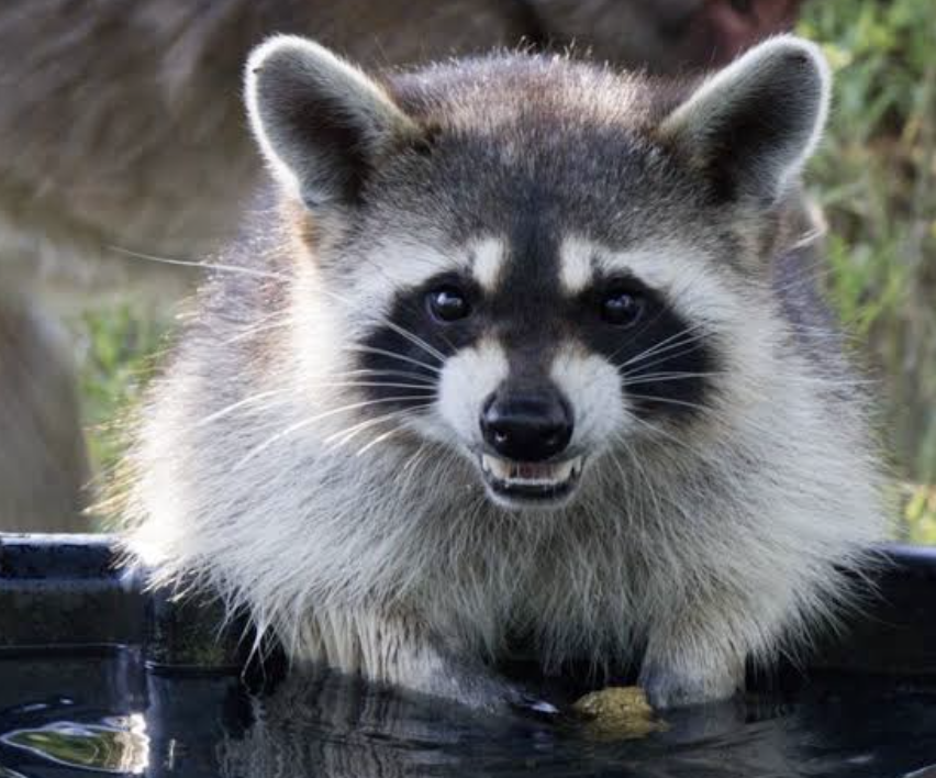 BacktoNatureWL's tweet photo. Someone is VERY pleased with himself today. 🦝😂

We’re not exactly sure what he did to earn that smile, and honestly, we’re a little afraid to ask. 

Life around here is never boring when you have faces like this greeting you every morning. https://t.co/1lvUycxq9D