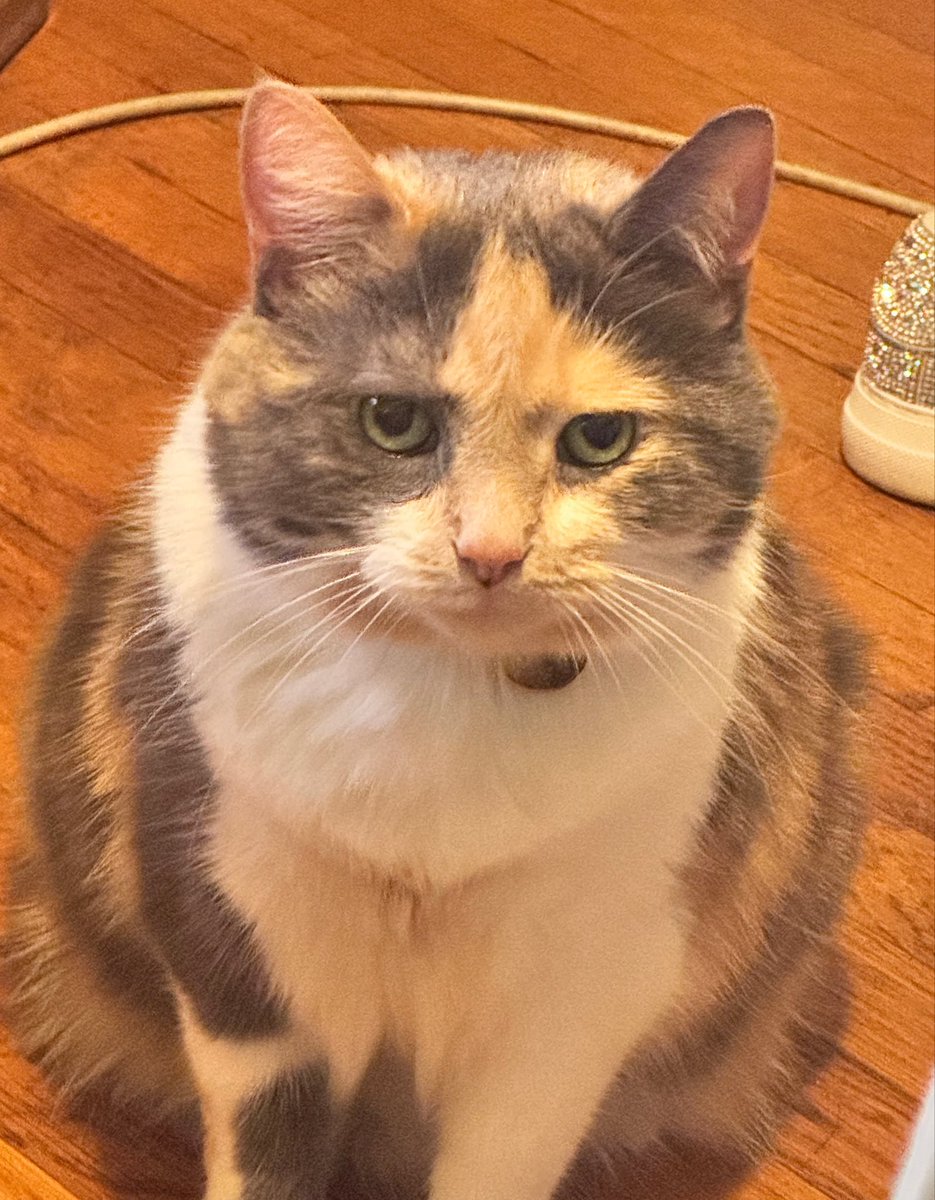 alaskastardust's tweet photo. Laverne got a sashimi dinner (I of course chopped it into small bites for her) and now she is engaging in one of her favorite activities, which is Kubrick Stare At Mama https://t.co/XKTq3qDuZv