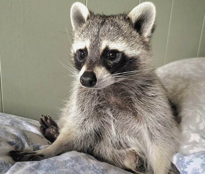 BacktoNatureWL's tweet photo. Meet our newest rescue. 🦝

This little guy is still settling in, but he’s already making himself right at home. A little nervous, very curious, and apparently a big fan of the comfortable accommodations. 😂

Welcome to the family, little one. 🌿 https://t.co/URgbIBdLLv