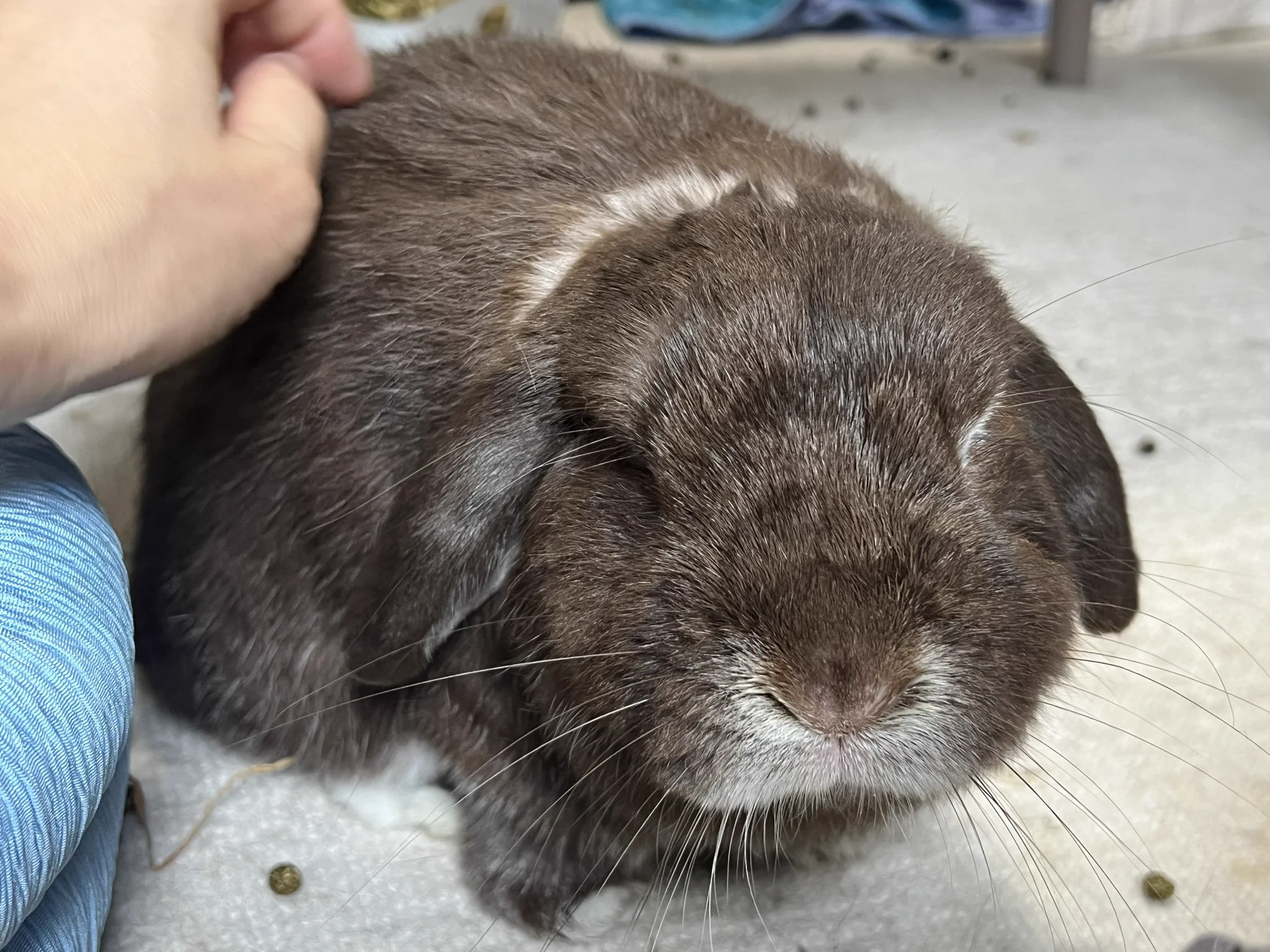 今日もうちのうさぎがかわいい on X / X