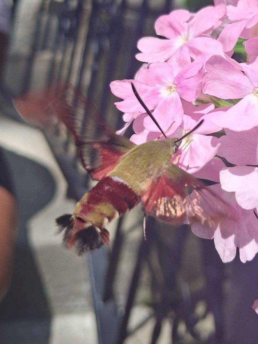 JustJaxper's tweet photo. I found a hummingbird moth today!! It was so beautiful, I can't believe I got to see one in person!! :00

One of the coolest lil dudes ever!! <33 https://t.co/iXABk12kYZ