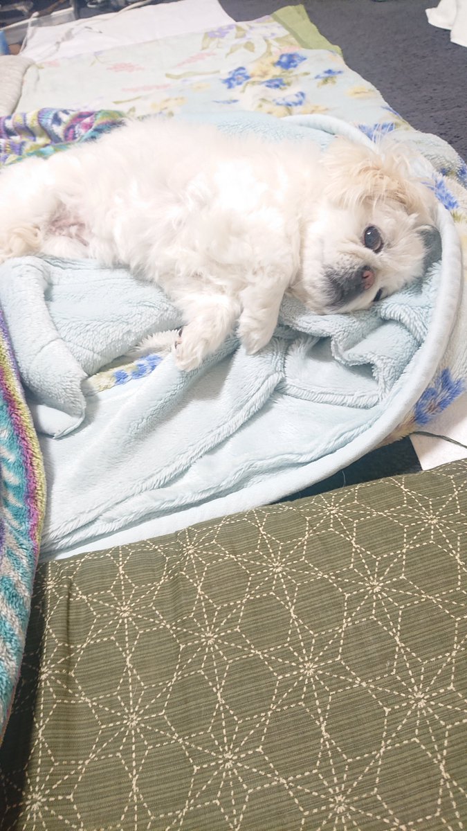 shiro0201_111's tweet photo. https://t.co/34CTH9IU0u