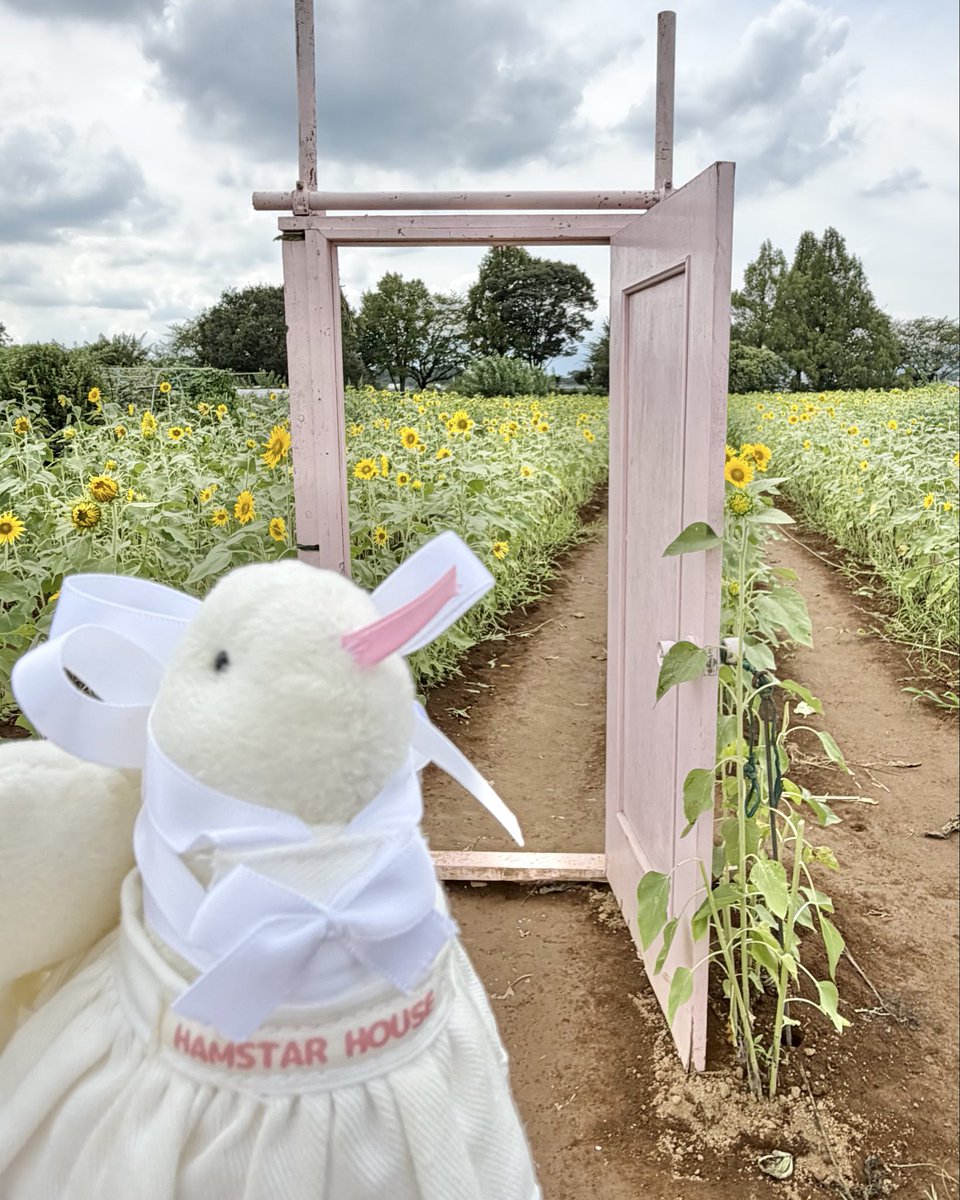 honecake's tweet photo. ひまわり畑🌻
ひまわりが太陽の方向を向いているか確認するバイト❕最近取得したどこでもドア資格を使って、出勤。
#派遣蛇バイト https://t.co/tWN4AnsBjg