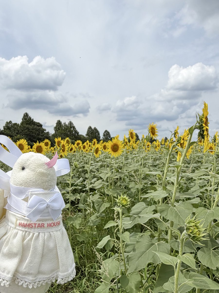 honecake's tweet photo. ひまわり畑🌻
ひまわりが太陽の方向を向いているか確認するバイト❕最近取得したどこでもドア資格を使って、出勤。
#派遣蛇バイト https://t.co/tWN4AnsBjg