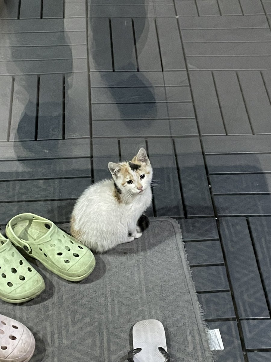 Azdinosaurr's tweet photo. so a kitty i sat with for a while in the middle of the night followed me home, then didn’t want to leave no matter how hard i tried, and so because my family thinks she’s ‘dangerous’ i’ve kept her in my garden for now she is so cute https://t.co/7NRL6nRWUO