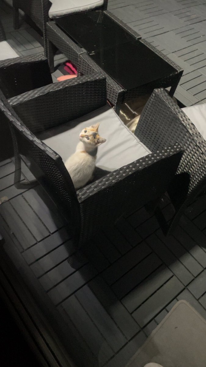 Azdinosaurr's tweet photo. so a kitty i sat with for a while in the middle of the night followed me home, then didn’t want to leave no matter how hard i tried, and so because my family thinks she’s ‘dangerous’ i’ve kept her in my garden for now she is so cute https://t.co/7NRL6nRWUO