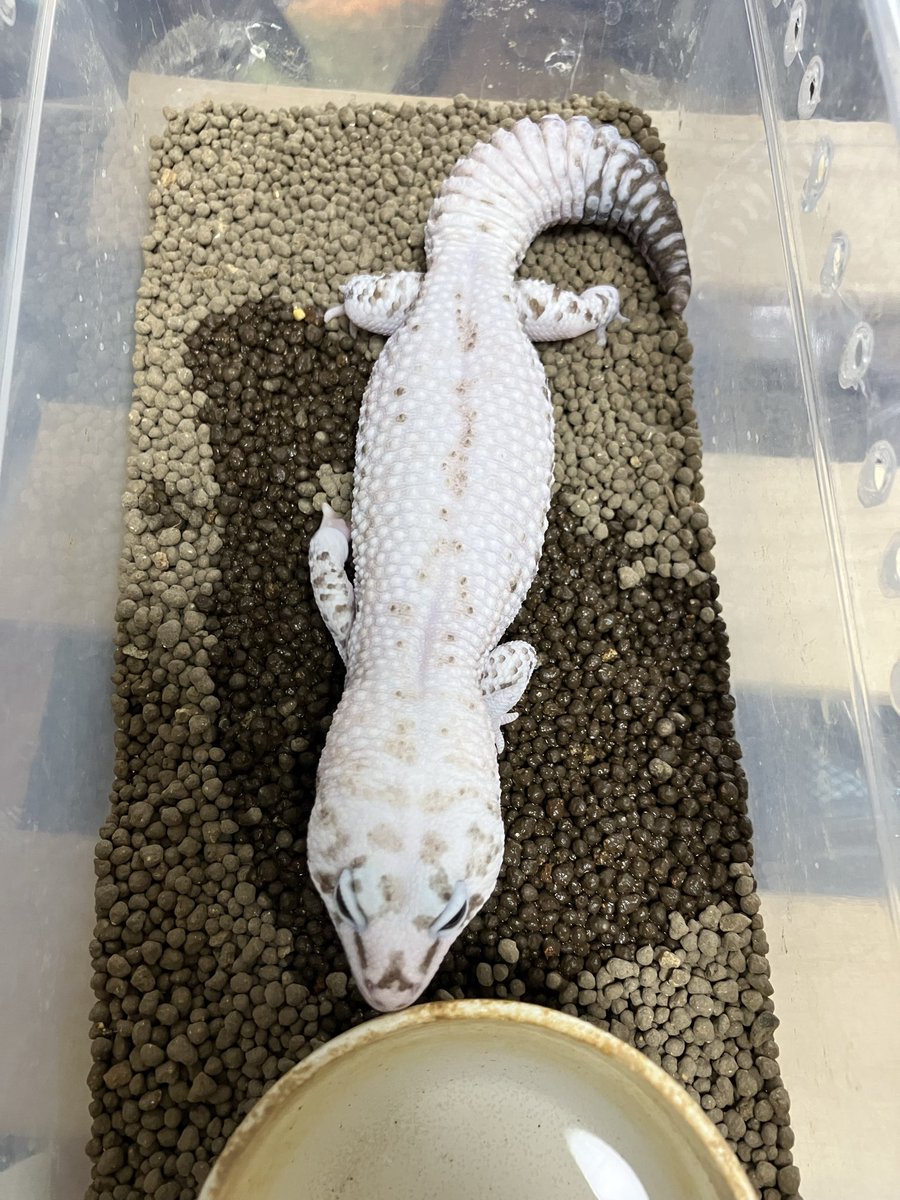 darksid37174910's tweet photo. 大分イエティに近くなってきた

#ニシアフリカトカゲモドキ https://t.co/pkvP0Vz2IA