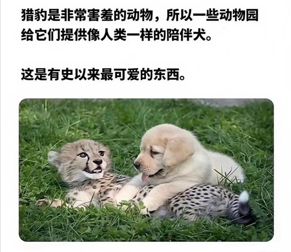 dearemon's tweet photo. 好可爱啊 https://t.co/jRCLqM3EZP