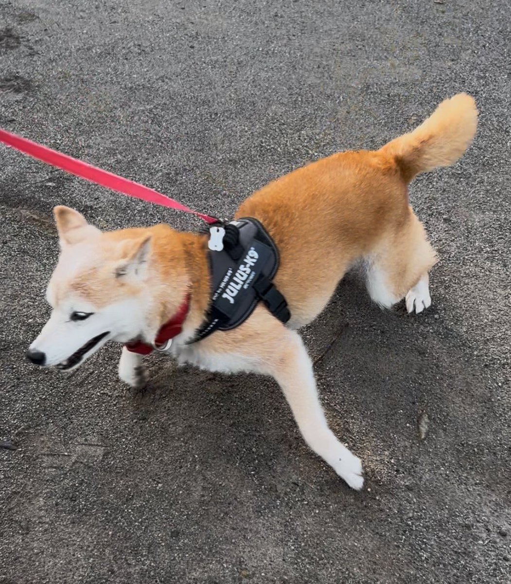 lilio_71's tweet photo. どりゃー！！かわいい https://t.co/tMoVW6uAcx