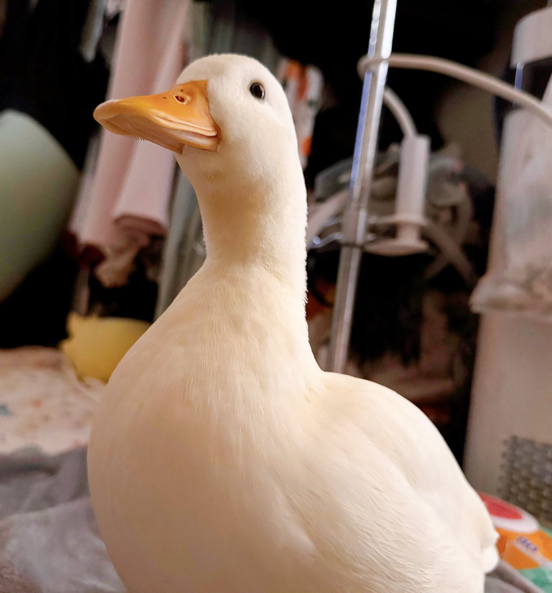 duck_udon0629's tweet photo. にょっき https://t.co/IInBl0CcMs