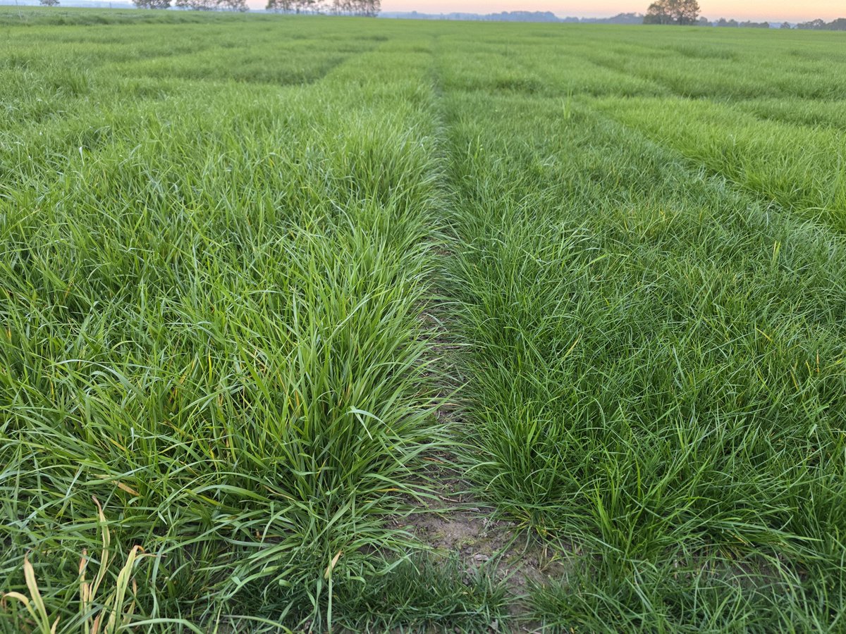 pasturewise's tweet photo. Trials with new breeding lines are coming along well. Excellent August conditions followed a bit of a slow start.. Bring on September field days! @AuNutrien https://t.co/gR6YiNWtuF