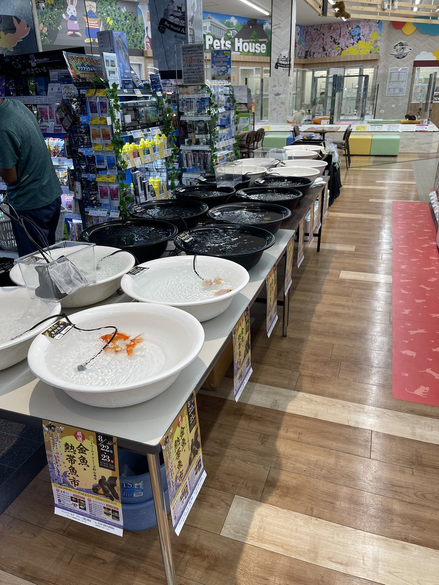 JPC0716's tweet photo. アミーゴ郡山南店様での即売会

オープンしました！ https://t.co/qxE7q8EN6E