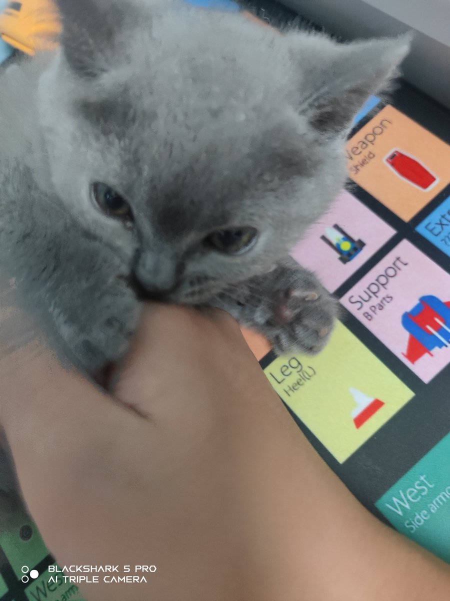 IssacSuen35295's tweet photo. #猫咪 https://t.co/EPt8CkT2n1