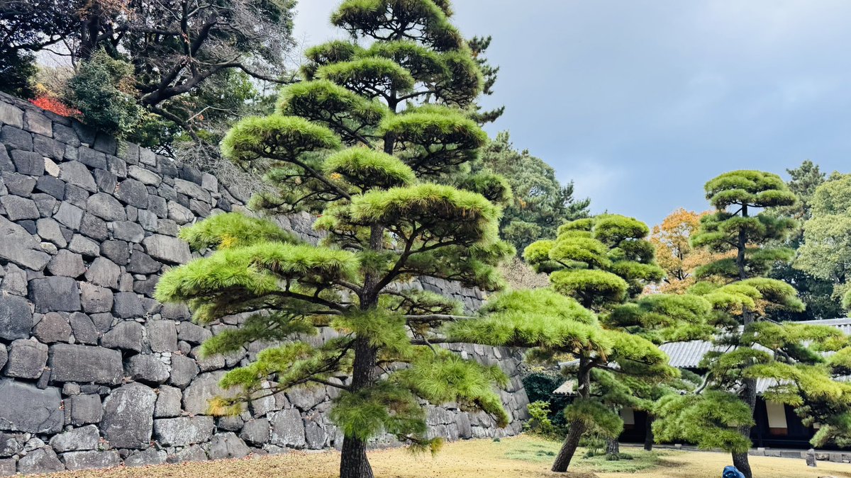 shutup_travis's tweet photo. Highly recommend a trip to #Japan. 🇯🇵 Beautiful country, full of amazing people. https://t.co/qx3iua8I2U