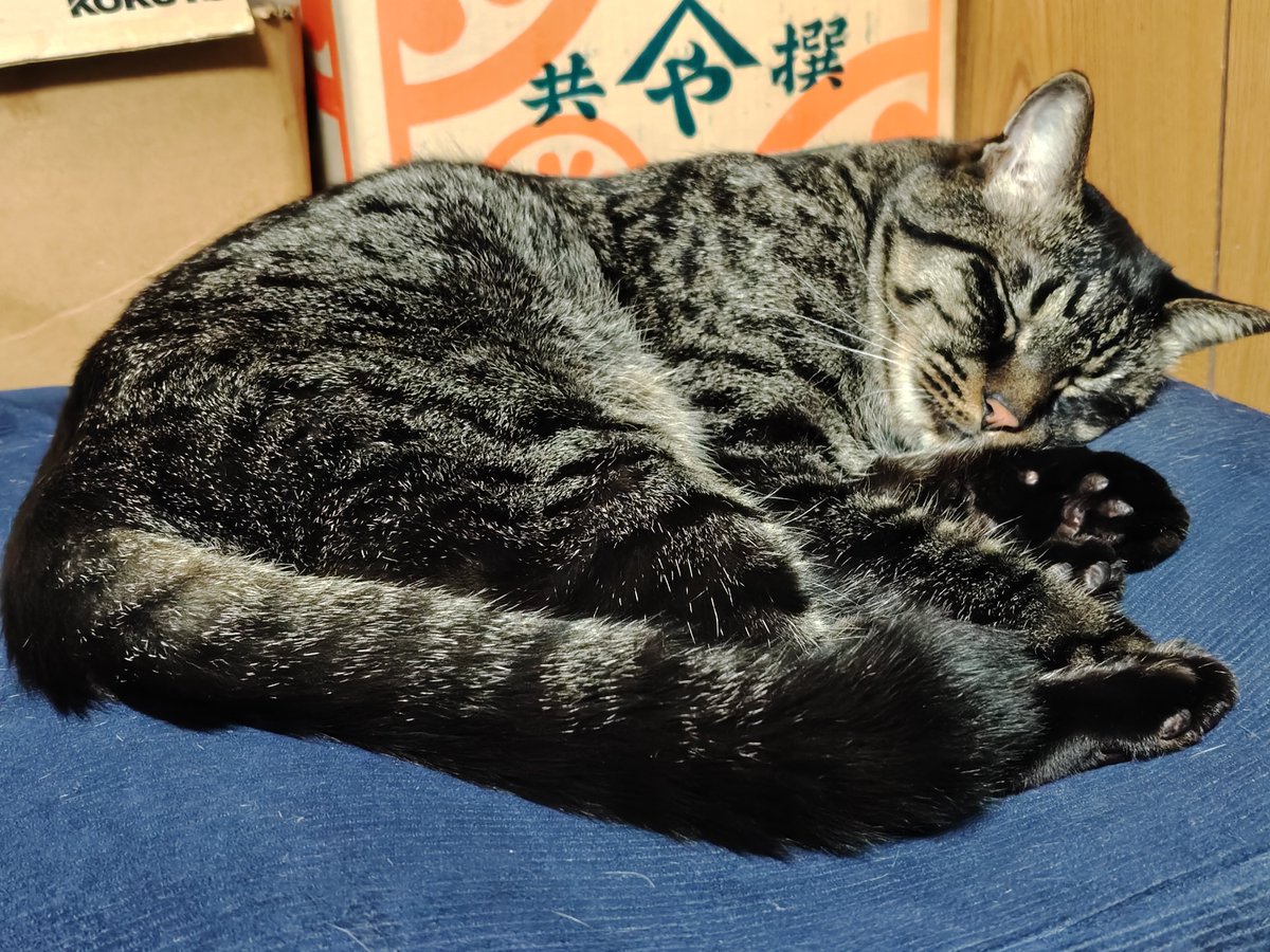 wader4123's tweet photo. にゃお、昼前まで留守番お願いね(/・ω・)/ https://t.co/idsw80qAk9