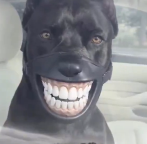 AweboBird's tweet photo. Trenches are back so why not sending a simple dog meme

This video is going viral on X with 3million views in a few hours 

funny video where this dog wheres teeths https://t.co/lok1xai1hh