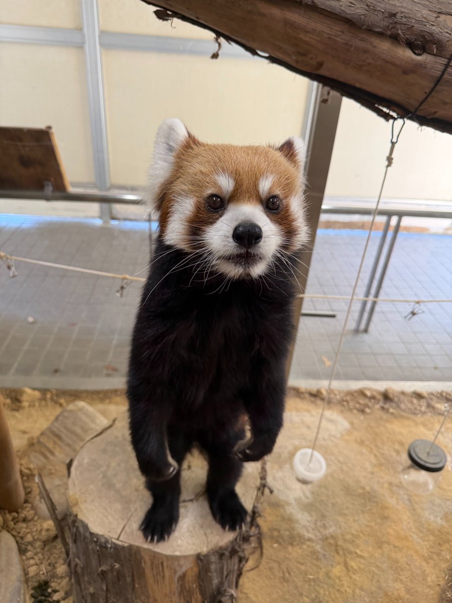 hirakawazoo's tweet photo. ＃レッサーパンダ　＃メロディ　その2です
＃マグマシティ https://t.co/z9hKIypxTQ