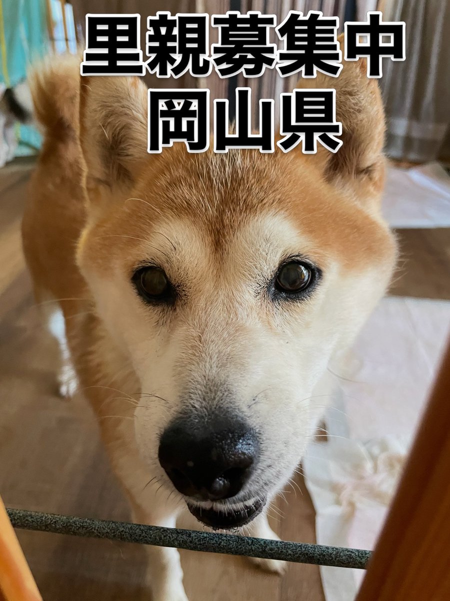 cassy96621's tweet photo. 里親募集中‼️
アイちゃん🐾
最近は
少し自己主張が
できるように
なりましたよ🐶

#里親募集中
#保護犬
#柴犬
#殺処分ゼロ https://t.co/6JqSP2Ehrm