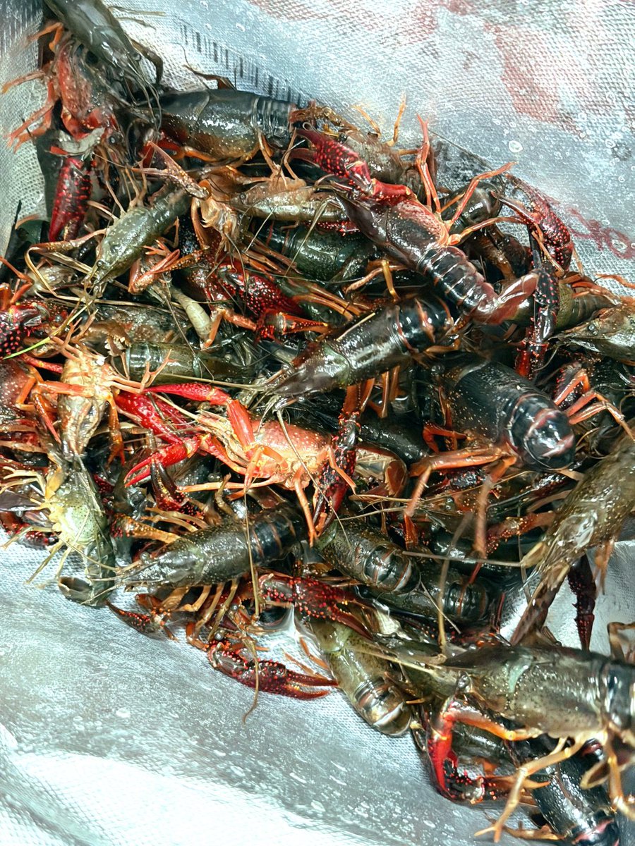 KT7156's tweet photo. 今日は公園でザリガニ釣り🦞
もう最高に楽しい一日～～✨
まだ夏は終わってないけど、今年の夏も本当に素敵だなって感じる☺️
自然の中でゆっくり過ごす時間って、やっぱり癒されるね🌿
子どもの頃みたいに夢中になれる瞬間って、いくつになっても楽しい💕
#石神井公園 #東京ザリガニ釣り #夏の思い出 https://t.co/zyZSpKVTTs