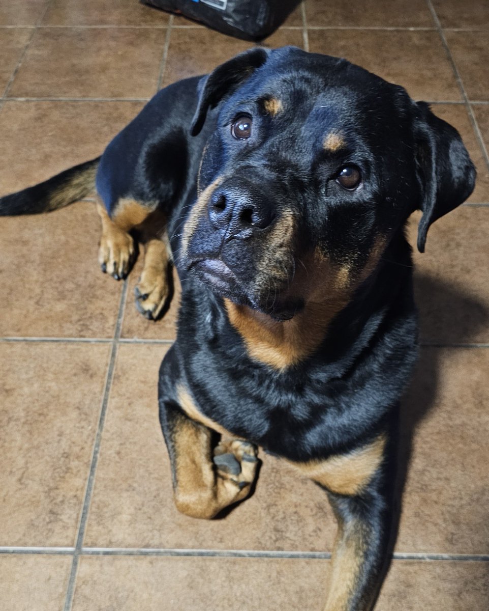 servicerotties's tweet photo. We all know older dogs can learn new tricks, but what about old humans? 

Mine can! She is always wanting to improve her knowledge and dog training skills so she's taking a course to learn some different methods for training odor discrimination and scent work skills. 

I suspect this will result in me learning new tricks too. 

#DogsOfX #Old #Learning