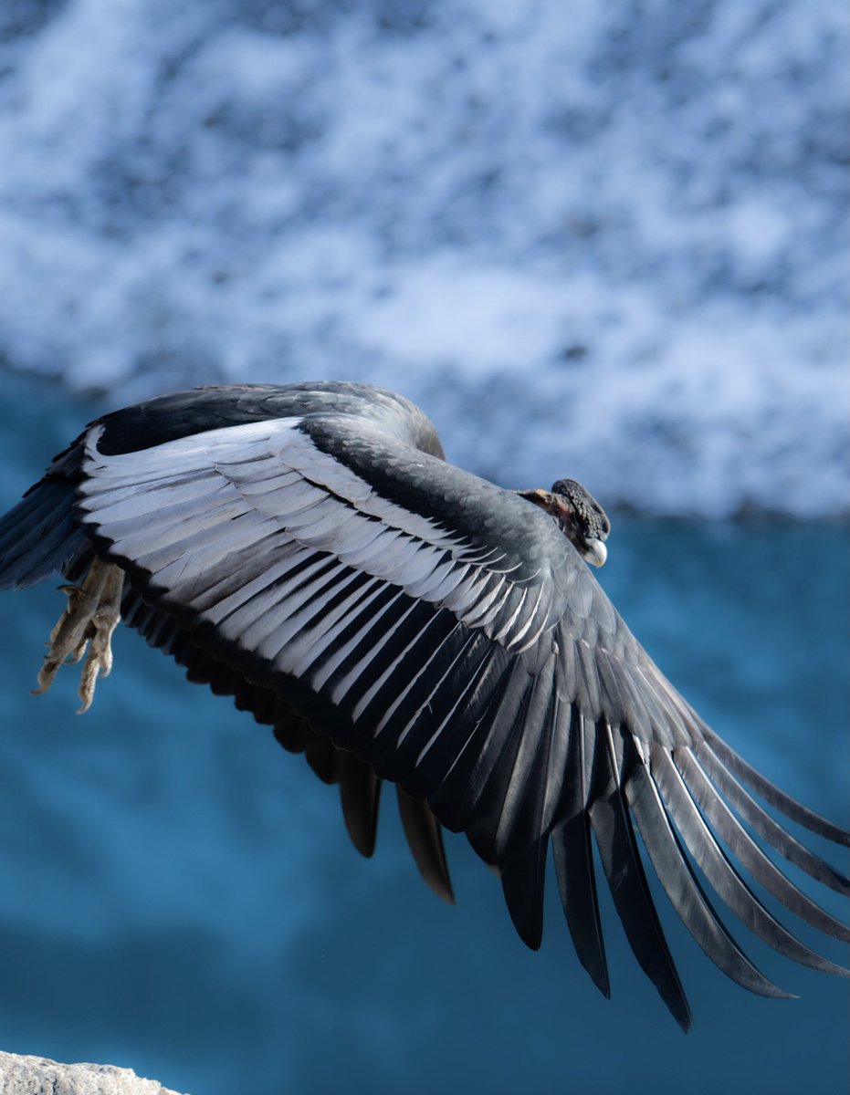 tylekki's tweet photo. Patagonian Condor in El Chalten. https://t.co/JBdJ7uXxgN