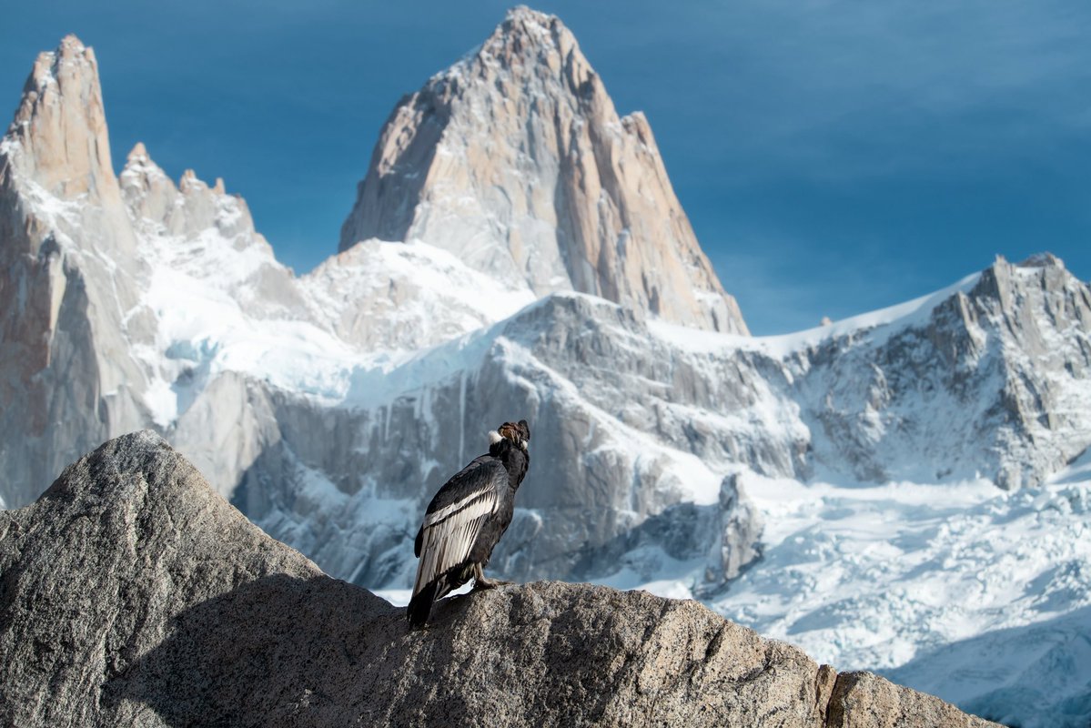 tylekki's tweet photo. Patagonian Condor in El Chalten. https://t.co/JBdJ7uXxgN