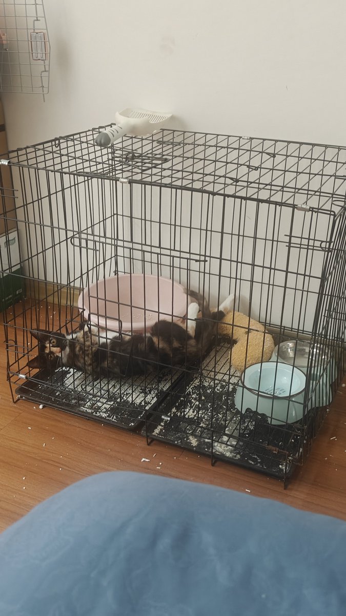 Lui_May4__Tau's tweet photo. 刘十七是我收养的流浪猫  她每次犯错我都会下意识说一句“我操你��”🤔小十七的妈妈紧急联系一下我好吧😋 https://t.co/d92H4JPaHt