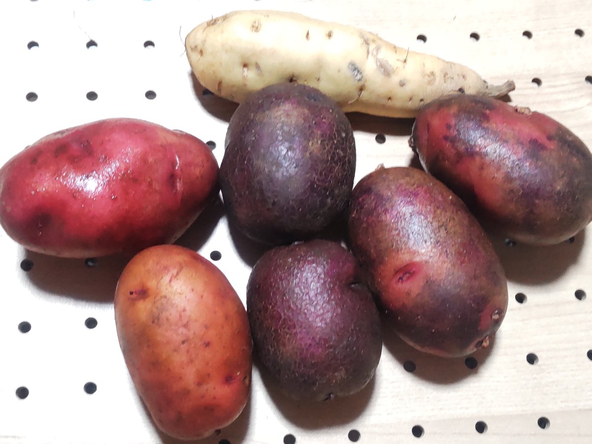 VFamour's tweet photo. #グラウンドペチカ(#デストロイヤー)  #千葉県産

皮が赤紫と青みの紫でマーブルになっているのが特徴のじゃがいも。

強そうな名前とはうらはらに、一口目の食感は空気を含んだふんわりさ。

その後もっちりさから口溶けのよさへと移っていく。

じゃがいもの食べ比べも楽しいね😆

#じゃがいも https://t.co/oBo2J4R8MA