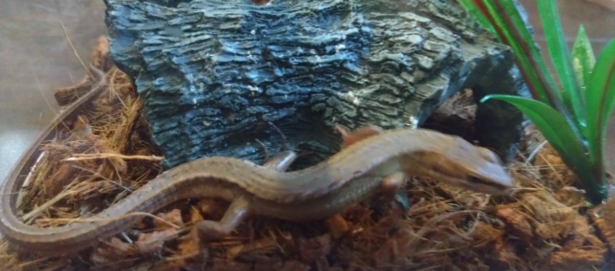 manabugu's tweet photo. 🐍
#ニホンカナヘビ https://t.co/2apUeZfC6V