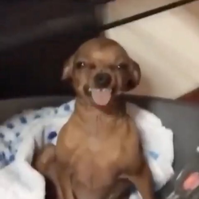 abeegayleTM's tweet photo. [🍸 making blep expressions]
🍸: I feel like that chihuahua. I feel like that dawg that 🪄 always posts.
🍸: 🐶😝 www
#GinjoClips https://t.co/N6JJZuHDE4