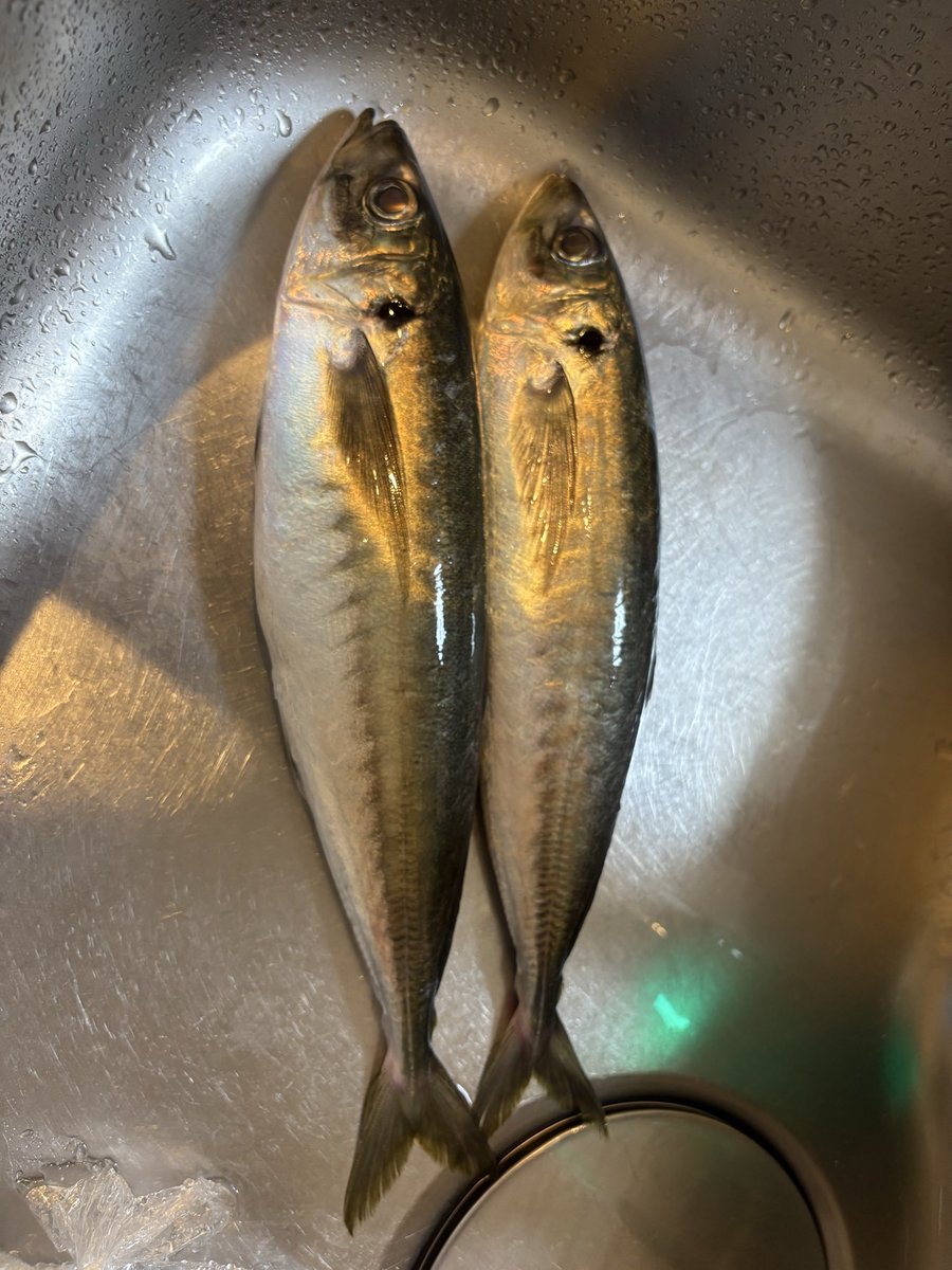 raitenten828's tweet photo. 40センチの鯵 200円で売ってた 美味いんかい https://t.co/ZQmESQVknp