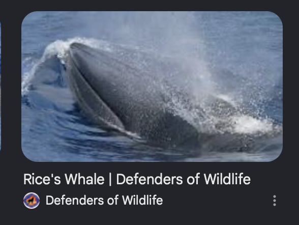 RebeccaLAnders's tweet photo. #Rice's #Whale 55 left in #GulfofAmerica aka #GulfofMexico Trump may soon become the first President to drive a secies to #Extinction on purpose! @NobelPrize #RottenNobelPrize #RemovesProtections #OilSpill @NatGeoAnimals @NatGeo @NatGeoHistory @NationalGeographic @sciam @endangered @PTES @TIME @60Minutes @ngkteachersuk @NYTimes