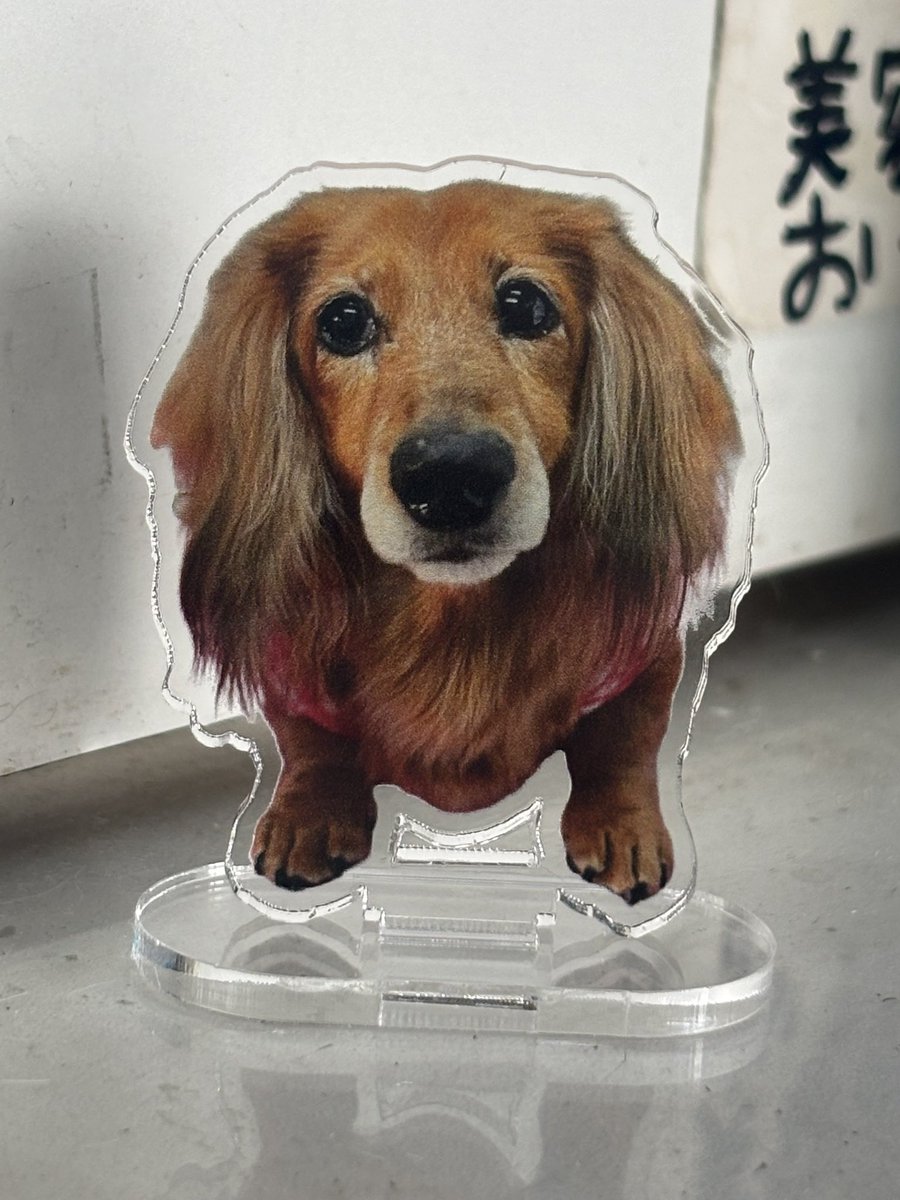 cocomatus1155's tweet photo. ココタンのアクスタを頂きました。
可愛いすぎる😭
ありがとうございます🙏
柴犬の駒ちゃんも一緒にパチリ📸 https://t.co/b6w0gxzcO1