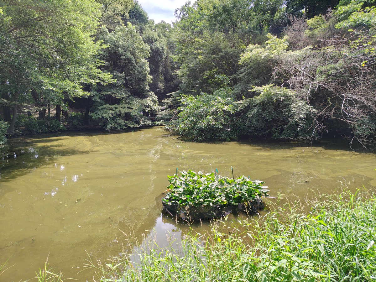 hide50993679269's tweet photo. 猛暑の中和田堀公園の池、周回折り返しの朝ラン🏃咲き誇る百日紅の花を途中鑑賞✨
#朝ラン　#週末ランナー　#週末ランニング　#ランニング　#和田堀公園 https://t.co/H755HlMSTS